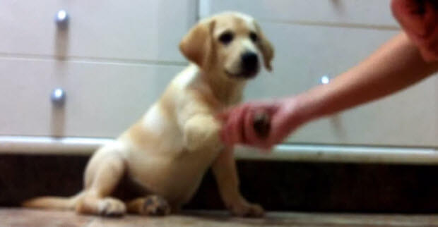 yellow-lab-puppy-getting-treats