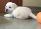 yellow-lab-puppy-playing-with-ball