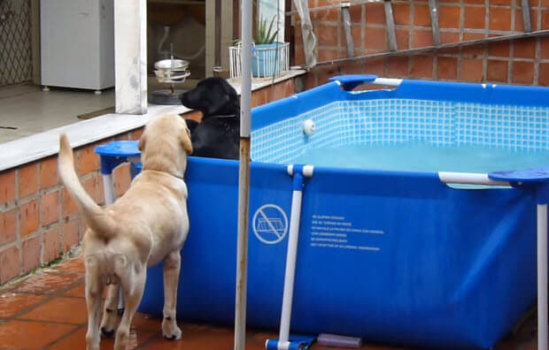 black-lab-puppy-in-pool