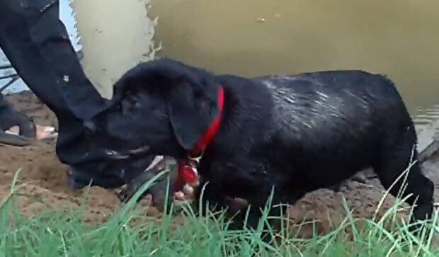 black-lab-first-swim-1