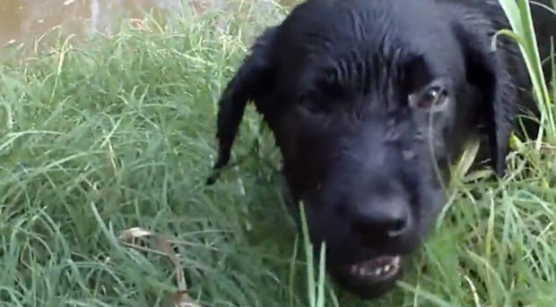 black-lab-first-swim-3