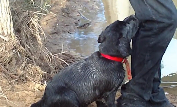 black-lab-first-swim