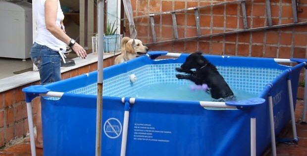 black-lab-puppy-in-pool