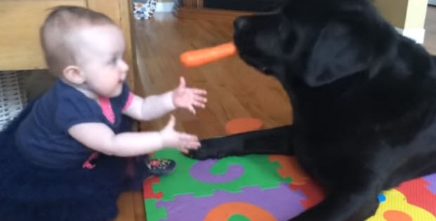 black labrador with carrot and baby