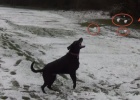 black labrador first snow