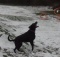 black labrador first snow
