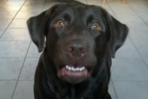 choc labrador says mama