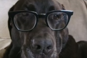 choc labrador