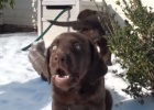 choc-labrador-puppies-playing-in-snow