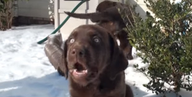 choc-labrador-puppies-playing-in-snow