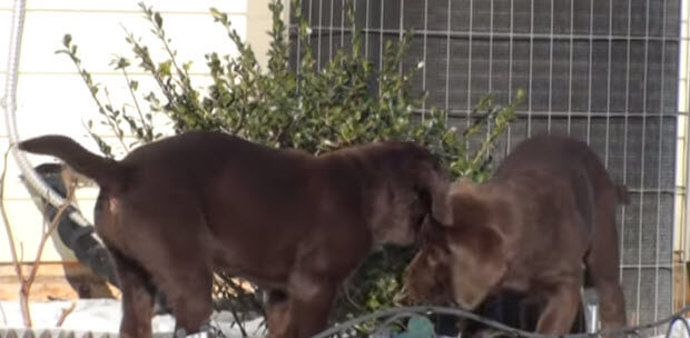 choc-labrador-puppies-playing-in-snow-4