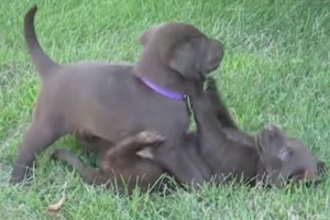 choc lab puppies