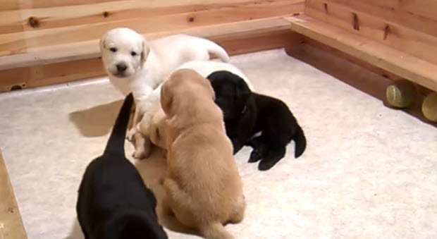 choc yellow black lab puppies