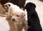 choc yellow black lab puppies
