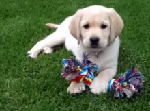 cute-baby-labrador-puppy