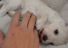 cutest non-labrador puppy