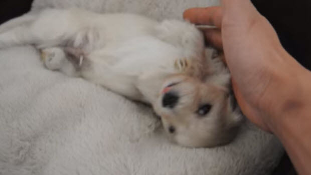 cutest non-labrador puppy