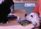 puppies meet cats