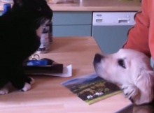 puppies meet cats