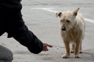 dog-rescue-and-transformation