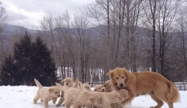 golden-retriever-puppies-playing-in-snow-2
