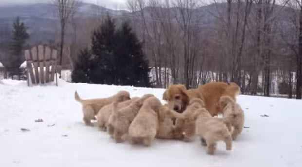 golden-retriever-puppies-playing-in-snow-3