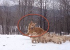 golden retriever puppies playing in snow