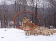 golden retriever puppies playing in snow