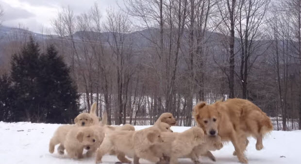 golden-retriever-puppies-playing-in-snow