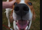 how could you dogs story of unconditional love