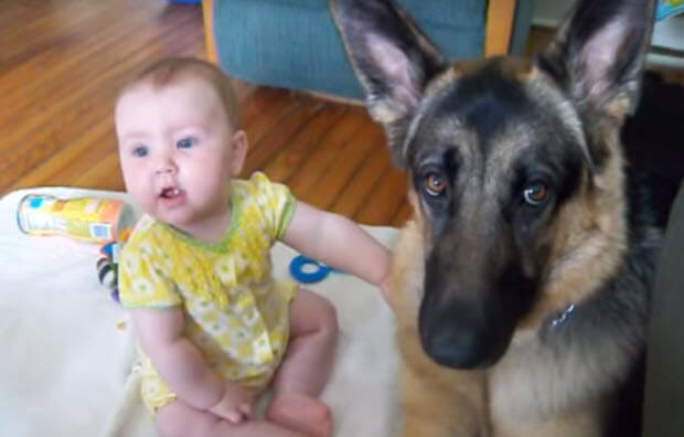 huge german shepherd with baby