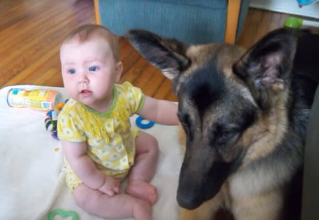 huge german shepherd with baby