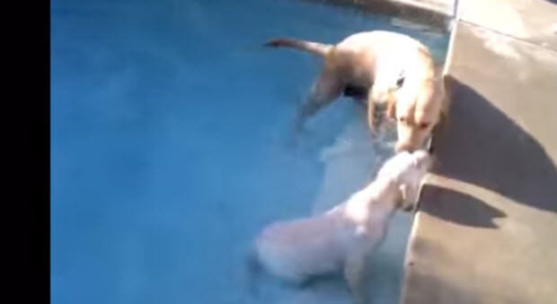 lab puppy swimming with mom