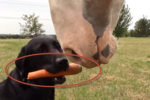 labrador dog feeds carrot to horse
