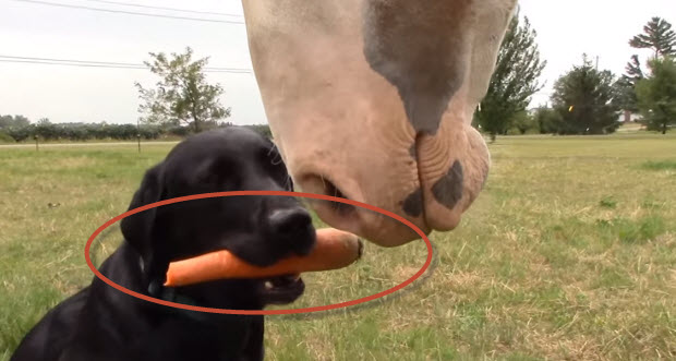 labrador dog feeds carrot to horse