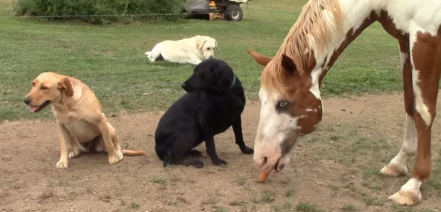 labrador-dog-feeds-carrot-to-horse-2
