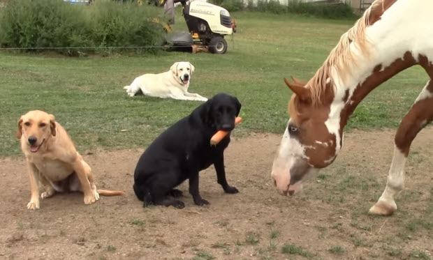 labrador-dog-feeds-carrot-to-horse-3