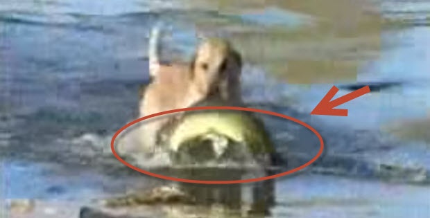 labrador-dog-fisherman