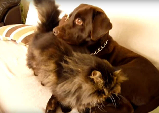 labrador-gets-massage-from-his-cat