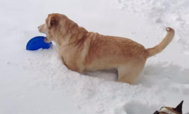 labrador helps french bulldog