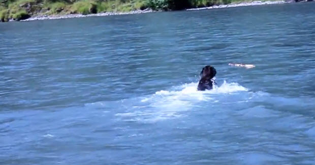 labrador in olympic national park