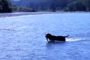 labrador in olympic national park
