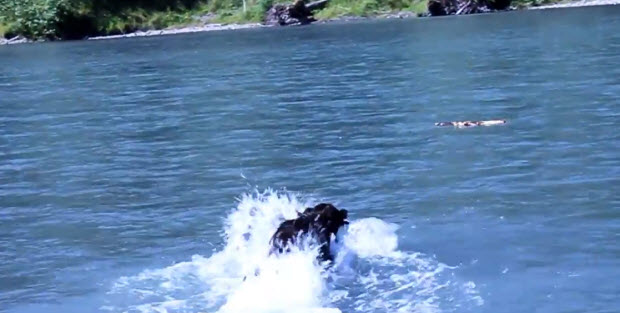 labrador in olympic national park