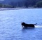 labrador in olympic national park