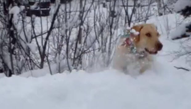 labrador-jumps-in-snow