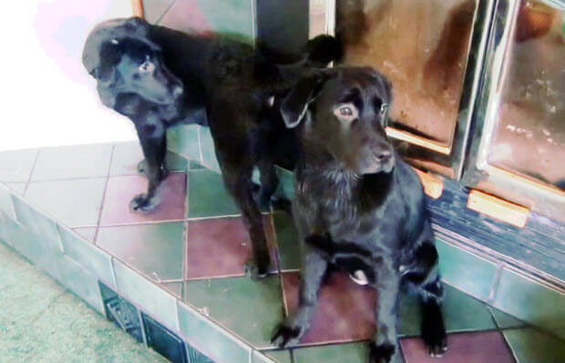 labrador-puppies-cuties