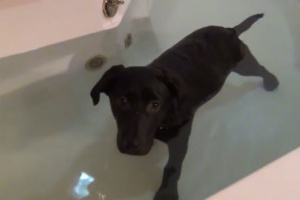 labrador-puppies-cuties