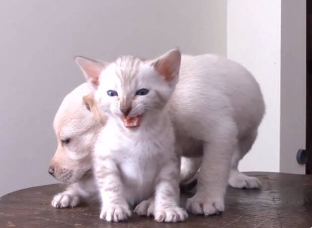 labrador-puppy-bengal-kitty-7