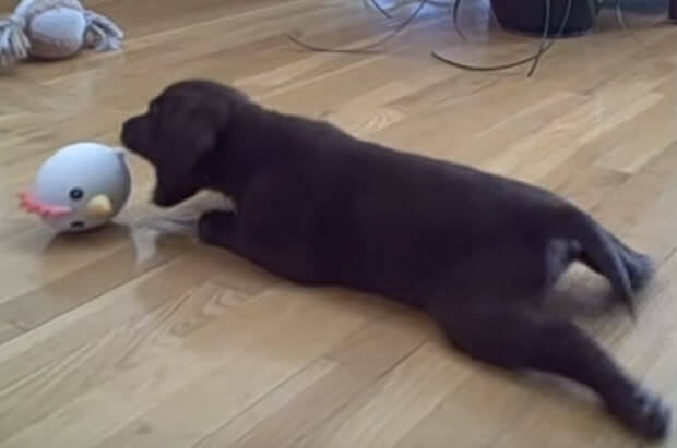 labrador-puppy-playing-toy-chicken-1