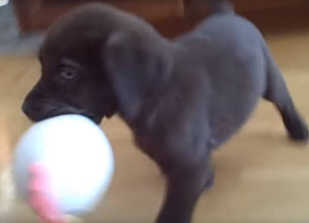 labrador-puppy-playing-toy-chicken-2